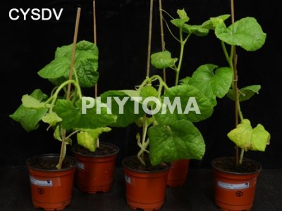 : Watermelon mosaic virus (WMV) y CYSDV